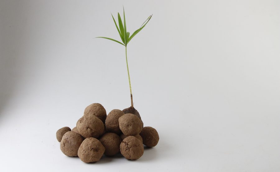 Bombas de sementes com uma muda brotando