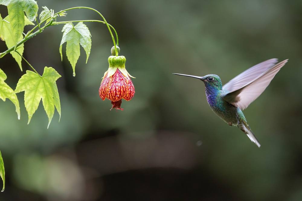 Beija-flor em voo se aproximando de uma flor, símbolo da EcoModas